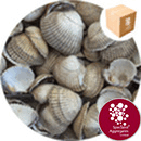 Sea Shells - Natural Whole Cockle - 8930